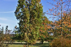 Farnia Quercus petraea