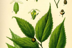 Bagolaro Celtis australis