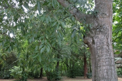 Bagolaro Celtis australis