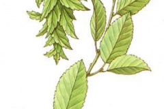 Carpino bianco Carpinus betulus