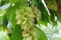 Carpino nero Ostrya carpinifolia