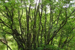 Carpino nero Ostrya carpinifolia