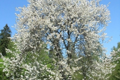 Ciliegio selvatico Prunus avium