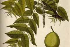 Noce nero Juglans nigra