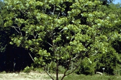 Noce nero Juglans nigra