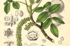 Noce bianco Juglans regia