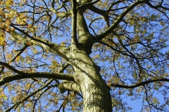 Noce bianco Juglans regia