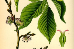 Olmo  Ulmus minor