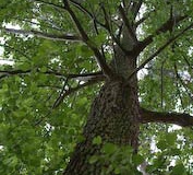 Ontano nero Alnus glutinosa