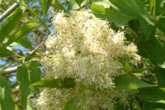 Orniello Fraxinus ornus