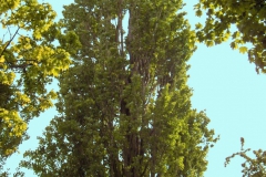 Pioppo nero Popolus nigra