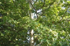 Platano Platanus acerifolia