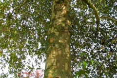 Platano orientale Platanus orientalis