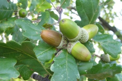 Roverella Quercus pubescens