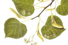 Tilia cordata Tilio selvatico