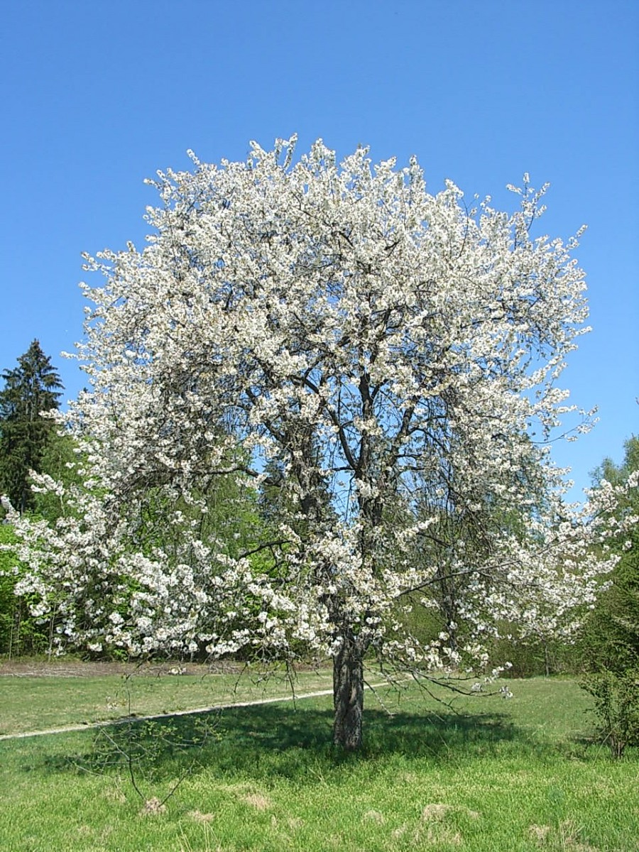 Ciliegio selvatico Prunus avium