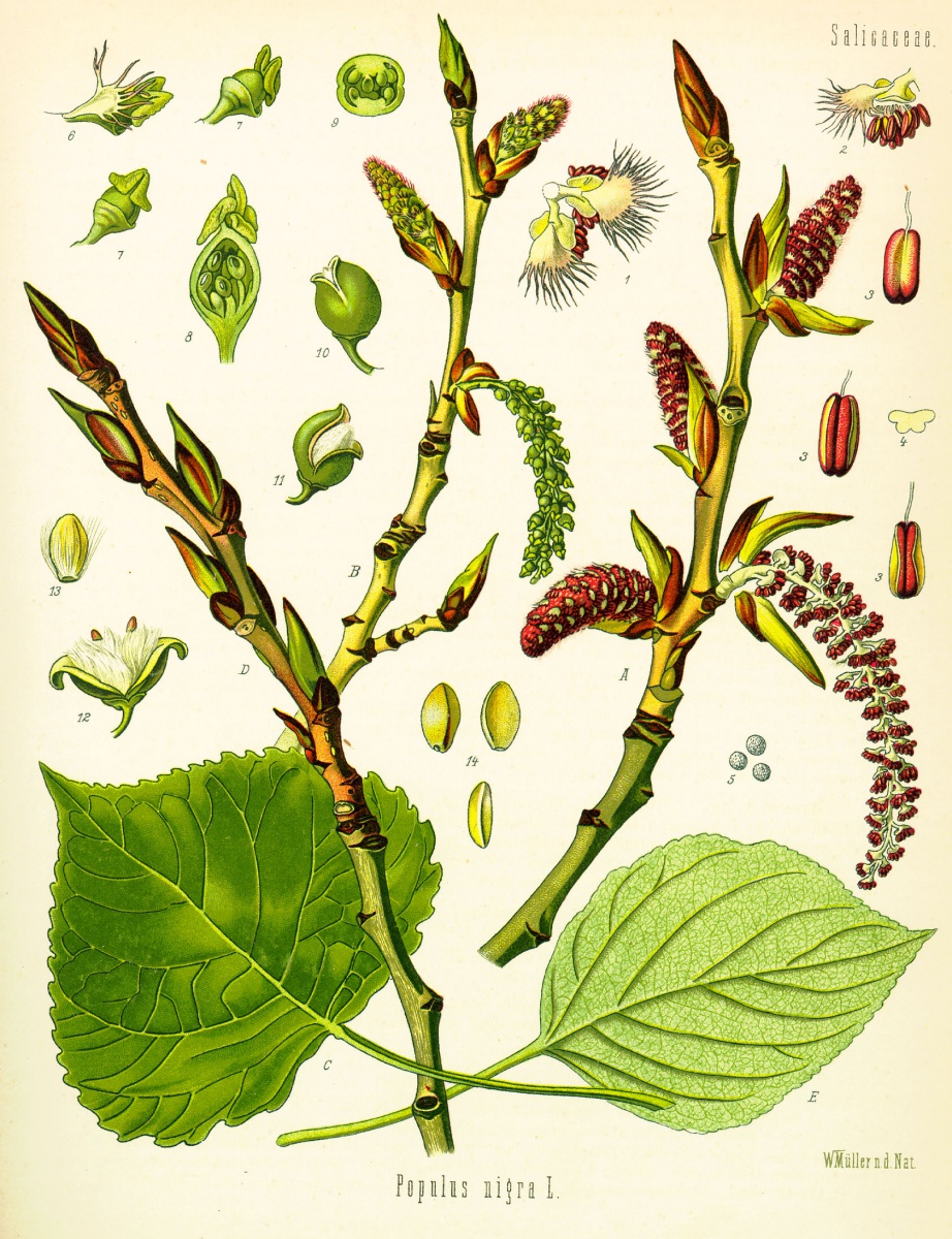 Pioppo nero Popolus nigra