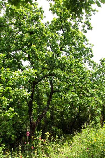Roverella Quercus pubescens