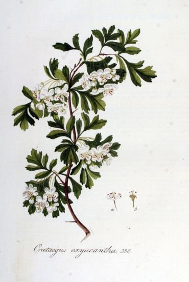 Biancospino       Crataegus oxyacantha