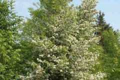 Biancospino      Crataegus monogyna