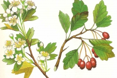 Biancospino       Crataegus monogyna