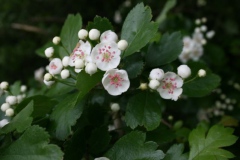 Biancospino       Crataegus oxyacantha