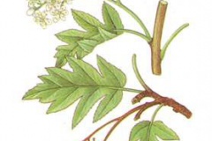 Ciavardello       Sorbus torminalis