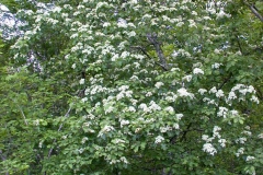 Ciavardello       Sorbus torminalis