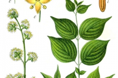 Corniolo       Cornus mas