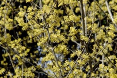 Corniolo       Cornus mas