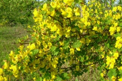 Erba cornetta       Coronilla emerus