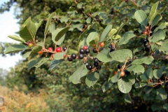 Frangola       Rhamnus frangula