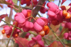 Fusaggine       Euonymus europaeus