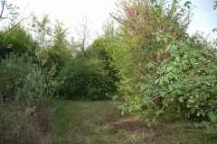 Albero di Giuda       Cercis siliquastrum