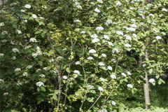 Lantana       Viburnum lantana