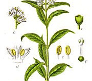 Ligustro comune Ligustrum vulgaris