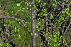 Ligustro comune Ligustrum vulgaris