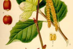 Nocciolo       Corylus avellana