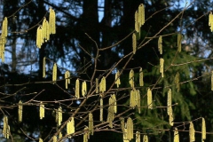 Nocciolo       Corylus avellana