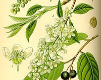 Pado       Prunus padus