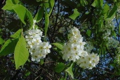 Pado       Prunus padus