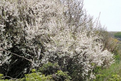 Prugnolo       Prunus spinosa