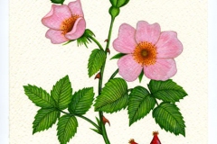 Rosa di macchia       Rosa canina