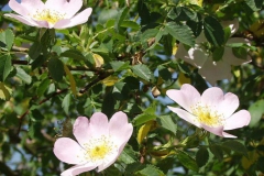 Rosa di macchia       Rosa canina