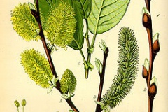 Salicone       Salix caprea