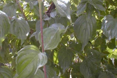 Sanguinella       Cornus sanguinea