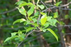 Spincervino       Rhamnus catartica