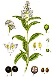 Ligustro comune Ligustrum vulgaris