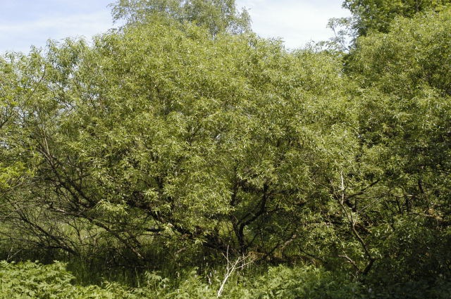 Salice bianco       Salix  alba
