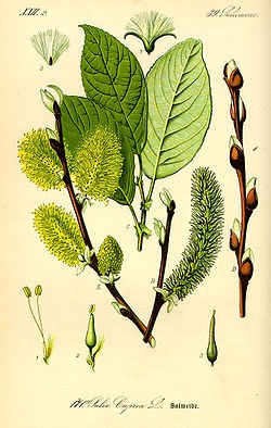 Salicone       Salix caprea